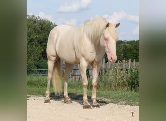 American Quarter Horse, Gelding, 12 years, 15 hh, Perlino