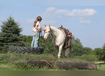 American Quarter Horse, Gelding, 12 years, 15 hh, Perlino