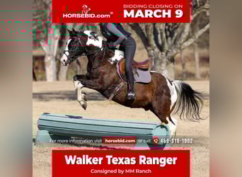 American Quarter Horse, Gelding, 12 years, 15 hh, Pinto