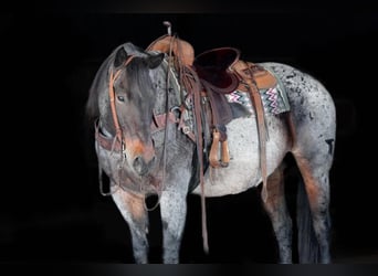 American Quarter Horse, Gelding, 12 years, 15 hh, Roan-Bay