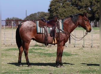 American Quarter Horse, Gelding, 12 years, 15 hh, Roan-Bay