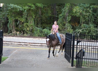 American Quarter Horse, Gelding, 12 years, 15 hh, Roan-Bay
