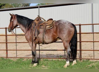 American Quarter Horse, Gelding, 12 years, 15 hh, Roan-Bay