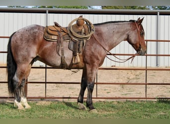 American Quarter Horse, Gelding, 12 years, 15 hh, Roan-Bay