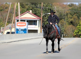 American Quarter Horse, Gelding, 12 years, 15 hh, Roan-Blue