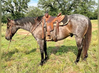 American Quarter Horse, Gelding, 12 years, 15 hh, Roan-Blue