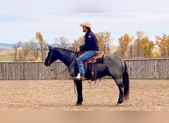 American Quarter Horse, Gelding, 12 years, 15 hh, Roan-Blue