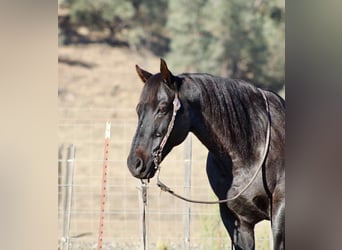 American Quarter Horse, Gelding, 12 years, 15 hh, Roan-Blue