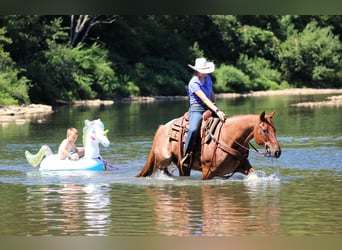 American Quarter Horse, Gelding, 12 years, 15 hh, Roan-Red