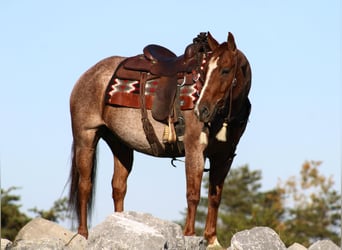 American Quarter Horse, Gelding, 12 years, 15 hh, Roan-Red