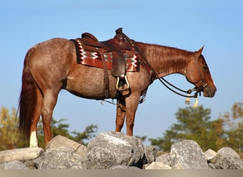 American Quarter Horse, Gelding, 12 years, 15 hh, Roan-Red