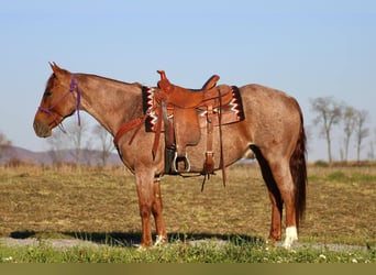 American Quarter Horse, Gelding, 12 years, 15 hh, Roan-Red