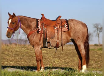 American Quarter Horse, Gelding, 12 years, 15 hh, Roan-Red