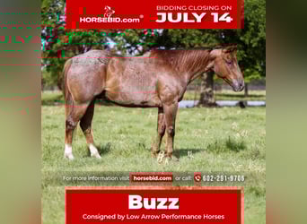 American Quarter Horse, Gelding, 12 years, 15 hh, Roan-Red