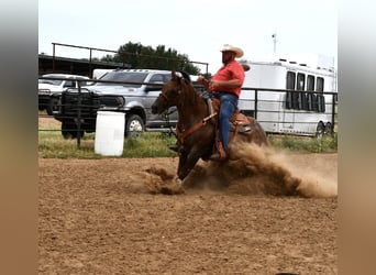 American Quarter Horse, Gelding, 12 years, 15 hh, Roan-Red