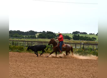 American Quarter Horse, Gelding, 12 years, 15 hh, Roan-Red