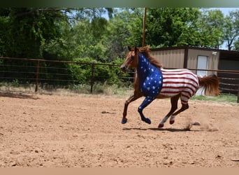 American Quarter Horse, Gelding, 12 years, 15 hh, Roan-Red