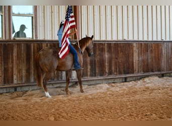 American Quarter Horse, Gelding, 12 years, 15 hh, Roan-Red