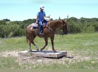 American Quarter Horse, Gelding, 12 years, 15 hh, Roan-Red