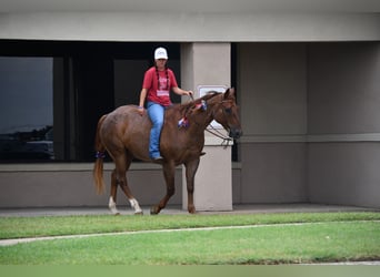 American Quarter Horse, Gelding, 12 years, 15 hh, Roan-Red