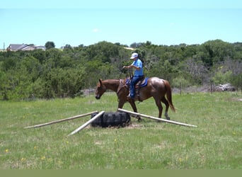 American Quarter Horse, Gelding, 12 years, 15 hh, Roan-Red