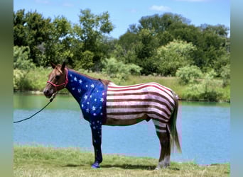 American Quarter Horse, Gelding, 12 years, 15 hh, Roan-Red