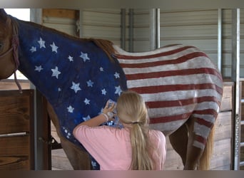 American Quarter Horse, Gelding, 12 years, 15 hh, Roan-Red