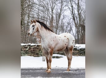 American Quarter Horse, Gelding, 12 years, 15 hh, Roan-Red