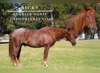 American Quarter Horse, Gelding, 12 years, 15 hh, Roan-Red