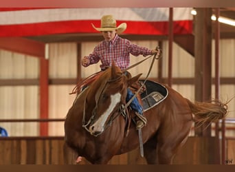 American Quarter Horse, Gelding, 12 years, 15 hh, Sorrel