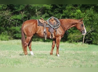 American Quarter Horse, Gelding, 12 years, 15 hh, Sorrel