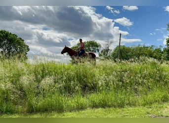American Quarter Horse, Gelding, 12 years, 15 hh, Sorrel