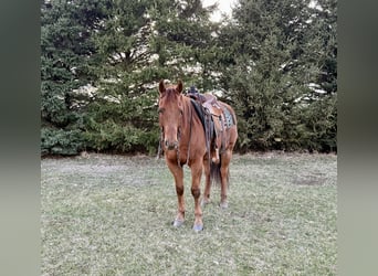 American Quarter Horse, Gelding, 12 years, 15 hh, Sorrel