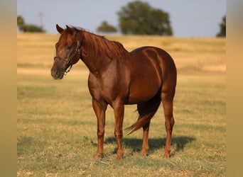 American Quarter Horse, Gelding, 12 years, 15 hh, Sorrel