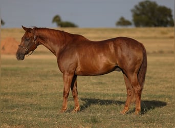 American Quarter Horse, Gelding, 12 years, 15 hh, Sorrel