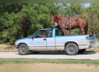 American Quarter Horse, Gelding, 12 years, 15 hh, Sorrel
