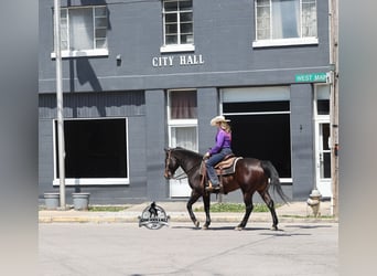 American Quarter Horse, Gelding, 12 years, 15 hh