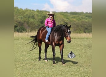 American Quarter Horse, Gelding, 12 years, 15 hh