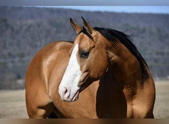 American Quarter Horse, Gelding, 12 years, 15,1 hh, Buckskin