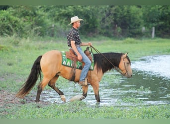 American Quarter Horse Mix, Gelding, 12 years, 15,1 hh, Buckskin