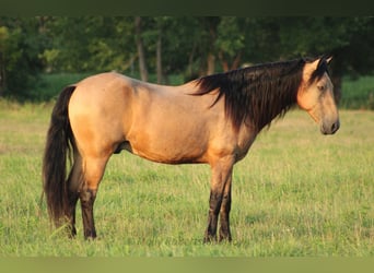 American Quarter Horse Mix, Gelding, 12 years, 15,1 hh, Buckskin