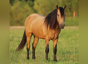 American Quarter Horse Mix, Gelding, 12 years, 15,1 hh, Buckskin