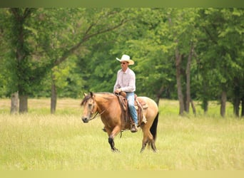 American Quarter Horse Mix, Gelding, 12 years, 15,1 hh, Buckskin
