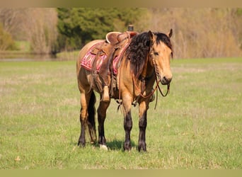 American Quarter Horse Mix, Gelding, 12 years, 15,1 hh, Buckskin