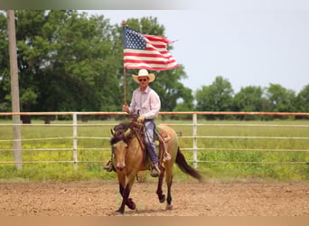 American Quarter Horse Mix, Gelding, 12 years, 15,1 hh, Buckskin