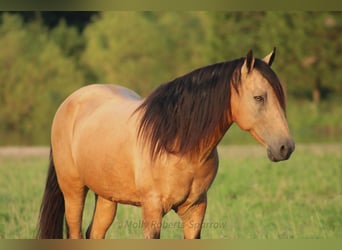 American Quarter Horse Mix, Gelding, 12 years, 15,1 hh, Buckskin