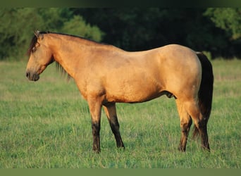 American Quarter Horse Mix, Gelding, 12 years, 15,1 hh, Buckskin