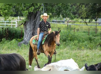 American Quarter Horse Mix, Gelding, 12 years, 15,1 hh, Buckskin