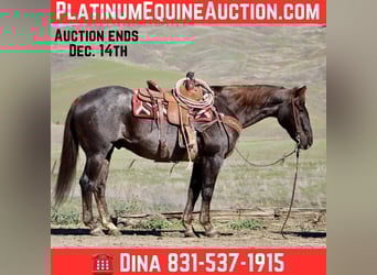 American Quarter Horse, Gelding, 12 years, 15,1 hh, Chestnut