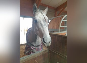 American Quarter Horse Mix, Gelding, 12 years, 15,1 hh, Grey